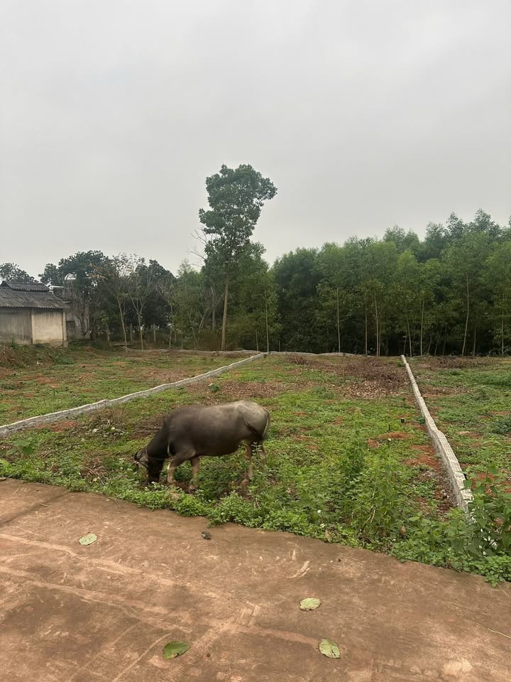 Đất Nền Phú Bình 282m² MT 9.6m - Giá Đầu Tư Hấp Dẫn