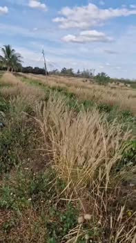 Đất nền Đắk Gằn 3.3ha, 6.2 tỷ - 280m mặt tiền đường bê tông!