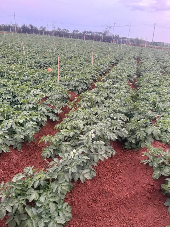 Đất Nền Đức Trọng 1100m² - Sổ Đỏ 100m² Thổ Cư, Giá 880 Triệu