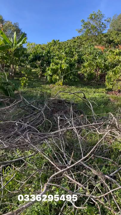 Farm Cà Phê 1.4ha Đắk Nông - Sổ Đỏ, Nguồn Nước Dồi Dào, Giá Đầu Tư Hời