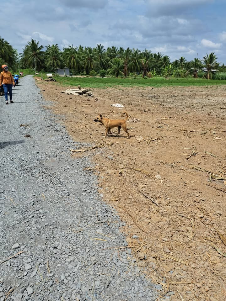 Đất nền Ấp Hòa Lạc, Châu Thành 550m² - Tiềm năng tăng giá!