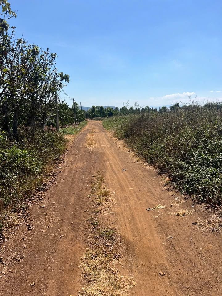 Bán Đất 720m² Tân Hội, Đức Trọng - 2 Mặt Tiền, Giá F0 Đầu Tư