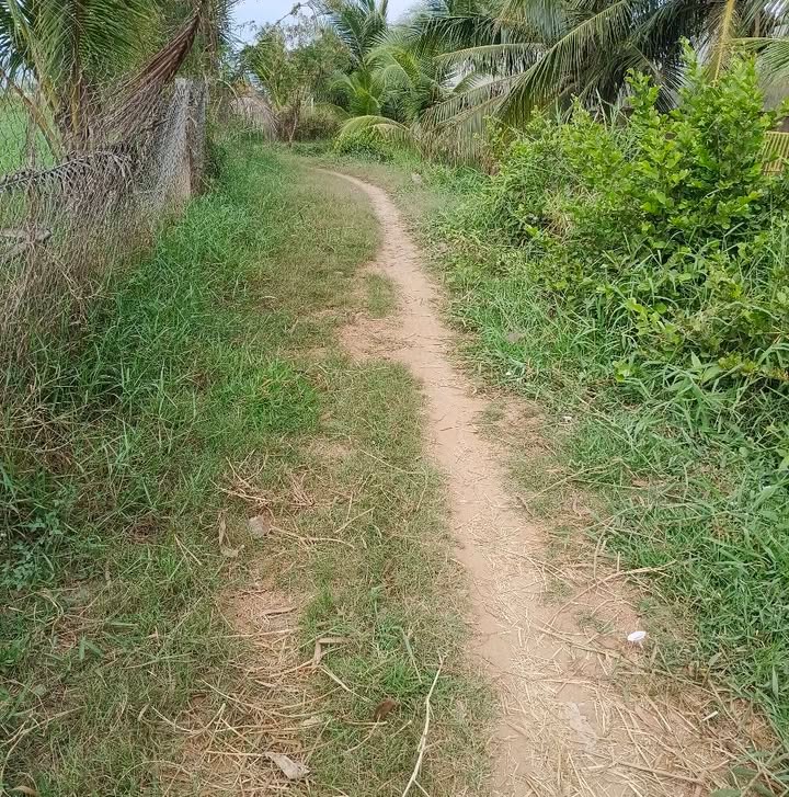 Bán Nhanh Vườn 947m² Ninh Thuận - Sổ Hồng Rõ Ràng, Giá 520 Triệu