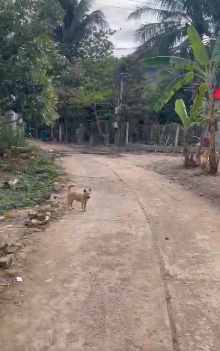 Đất nền Phước Bình, Bác Ái 2200m² giá 1.2 tỷ - Sổ đỏ chính chủ