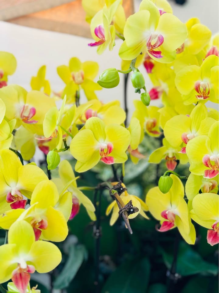 Căn hộ Đông Phát Thanh Hóa 65m² - Bàn giao ngay