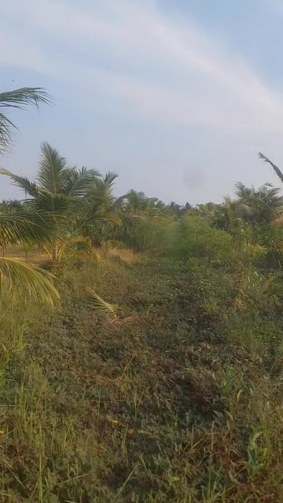 Bán đất Xã Tân Xuân, Ba Tri 3003m² giá 750 triệu - Pháp lý rõ ràng