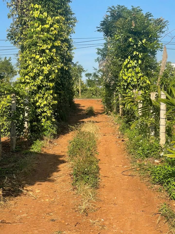 Bán Gấp 7200m² Đất Vườn Xã Ea Blang, Buôn Hồ - Giá 999 Triệu