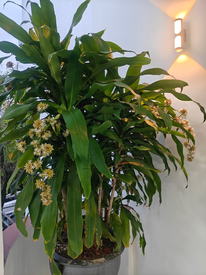 Bán nhà 3 tầng Hải Châu 35m² giá 3 tỷ - Gần Cầu Rồng ở ngay!