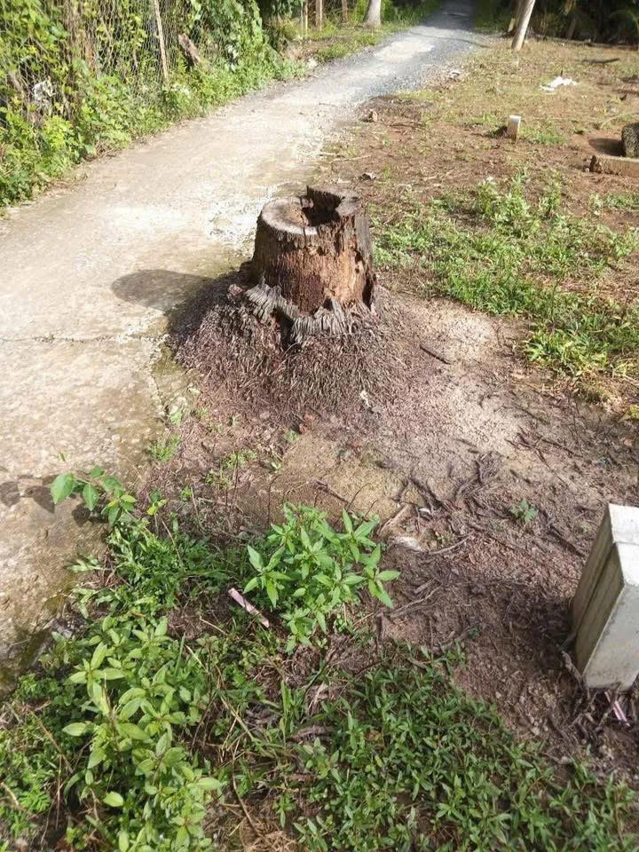 Đất Nền Thới Lai, Bình Đại 189m² - Tiềm Năng Tăng Giá Vượt Trội!