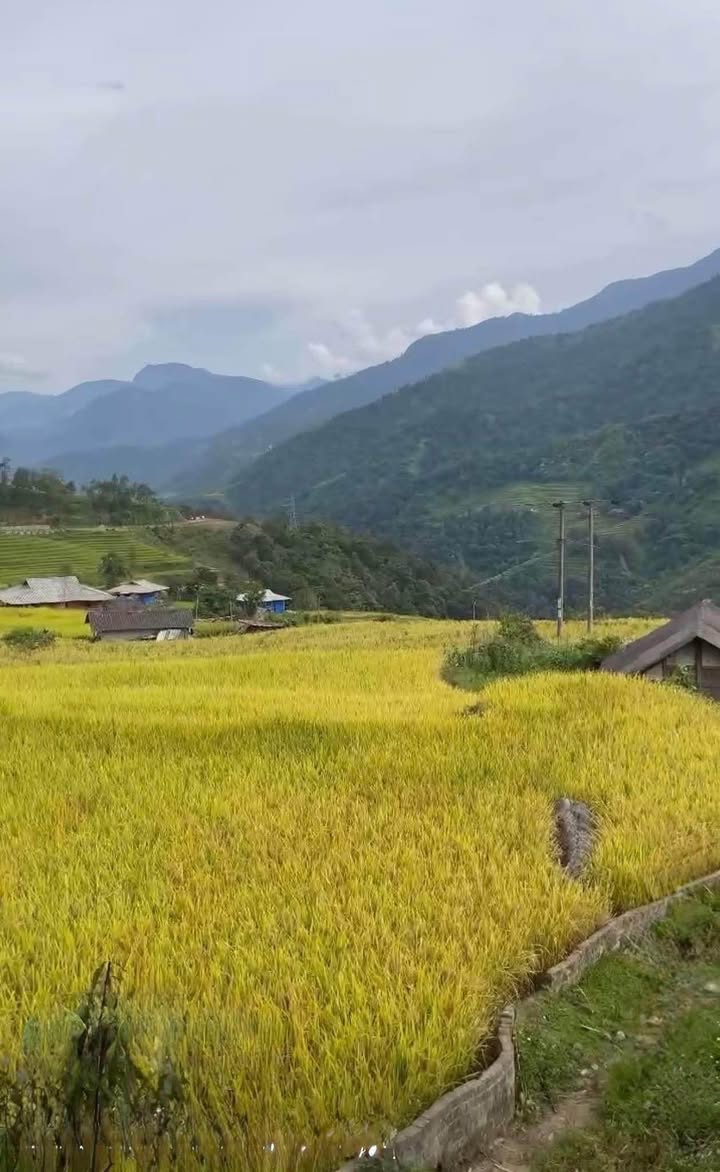 Đất nền Sapa 1600m² mặt đường 60m - Tiềm năng tăng giá!