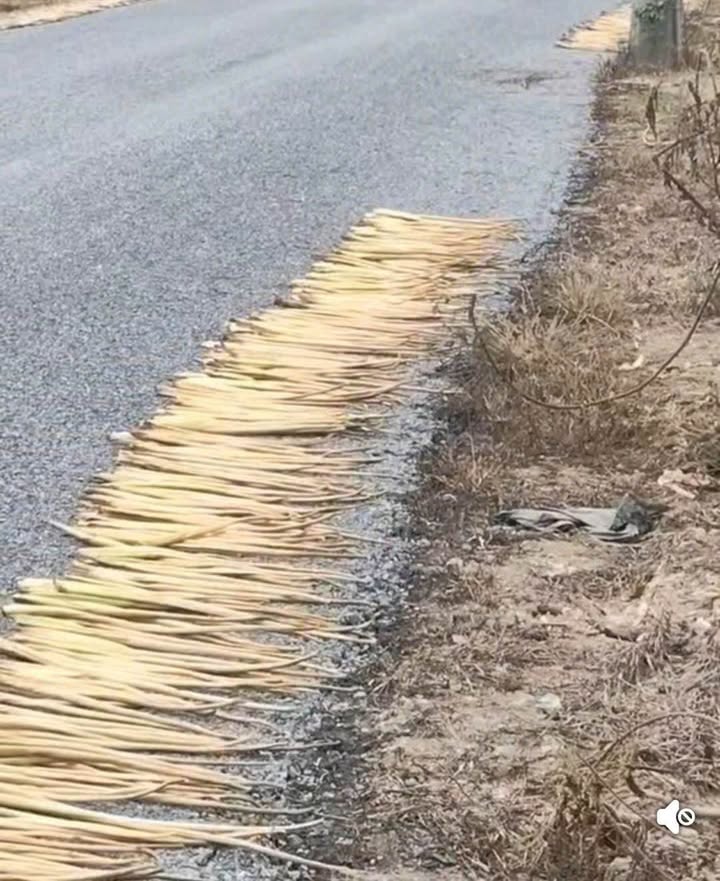 Đất vườn Xã Mỹ Hòa, Tháp Mười 10.500m² - Cơ hội đầu tư dài hạn!