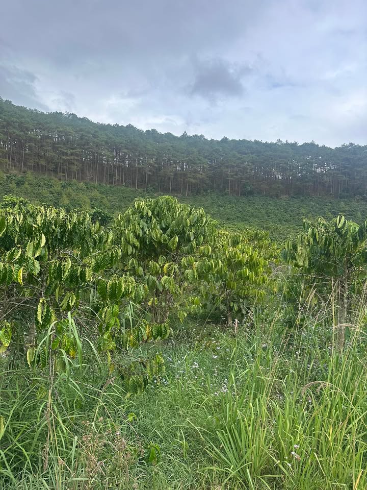 Bán đất Di Linh 3400m² - Giá tốt 1.05 tỷ, đường bằng, sẵn sàng xây dựng