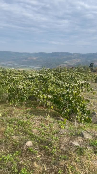 Đất vườn cà phê Gia Hiệp Di Linh 3240m² giá 2 tỷ - Đầu tư dài hạn