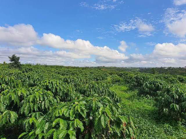 Farm Vườn 7ha Vĩnh Phúc - Sổ Đỏ Riêng, Giá Đầu Tư