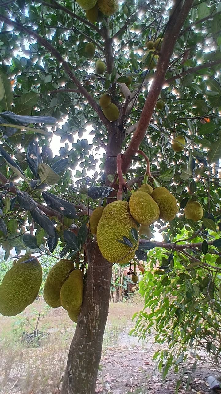 Đất nền Mỹ Xuân, Phú Mỹ 1079m² sổ riêng - Giá hơn 600 triệu