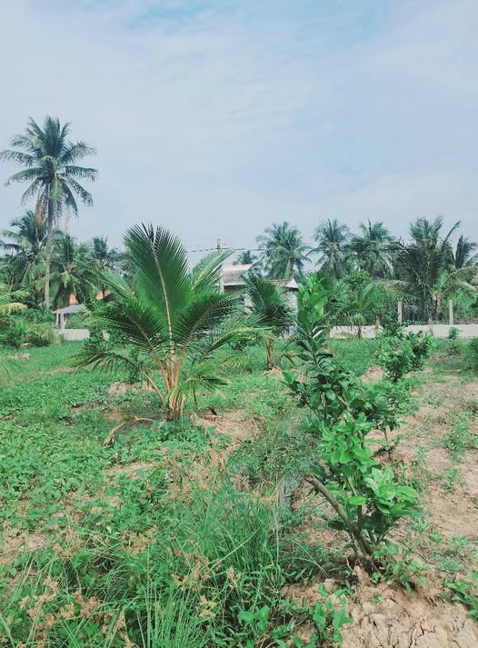 Đất nền Chợ Gạo, Tiền Giang 1534m² - Sổ đỏ chính chủ