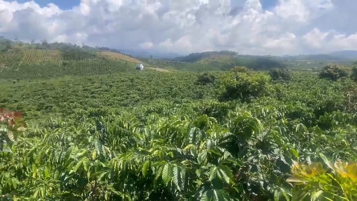 Đất Vườn Tà Năng Đức Trọng 5ha - Đầu Tư Dài Hạn, View Cực Phẩm!