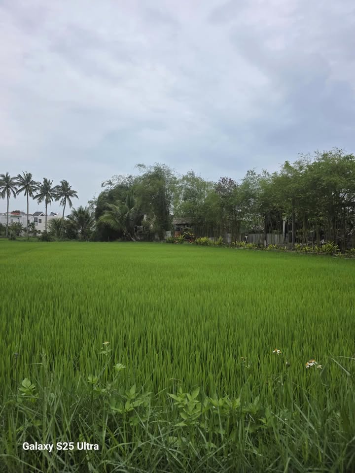 Đất nền Cẩm Thanh - Hội An 130m² view lúa, giá 4 tỷ - Tiềm năng Homestay/Villa