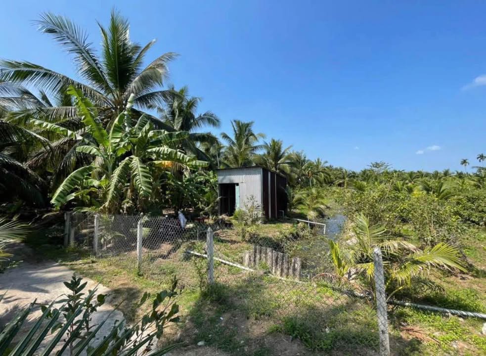 Đất Vườn Bến Tre 1930m² Giá 1.5 Tỷ - Sẵn Vườn Dừa Xiêm, Gần Chợ Long Hòa