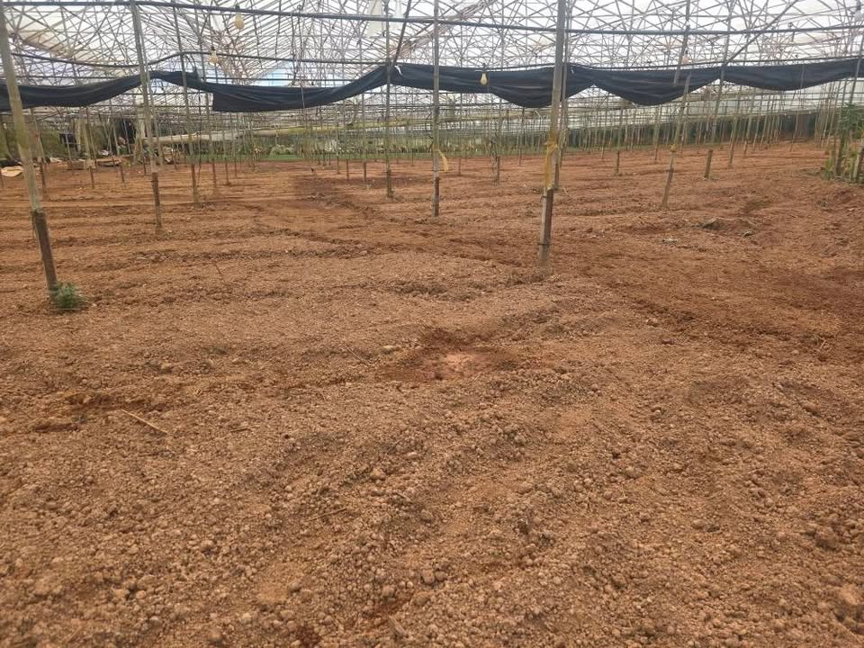 Đất nhà lồng Phường 7, Đà Lạt 1620m² - Tiềm năng sinh lời!