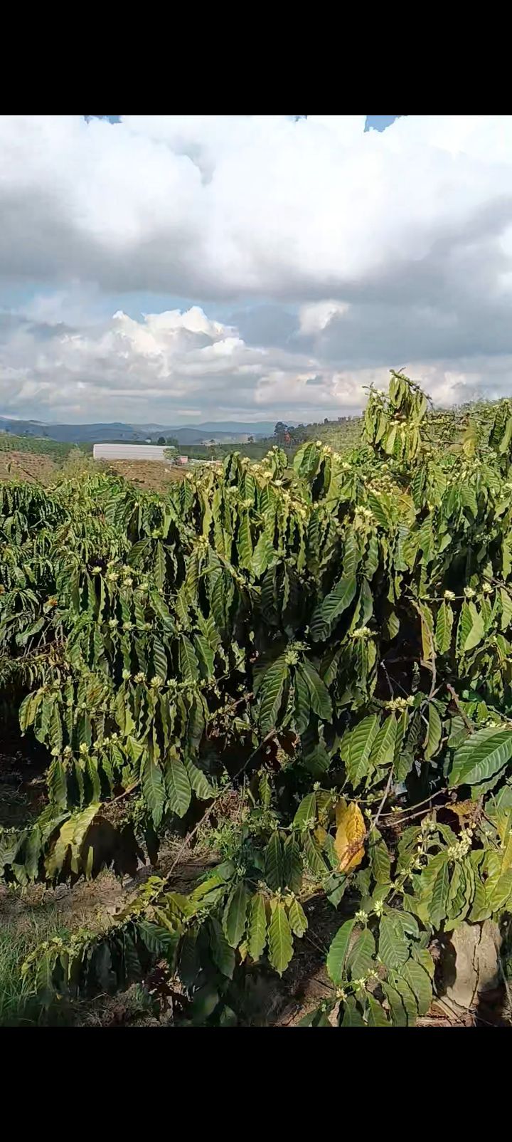 Bán Đất Vườn 1.2ha Phúc Thọ, Mặt Tiền 150m Đường Bê Tông - Giá Tốt