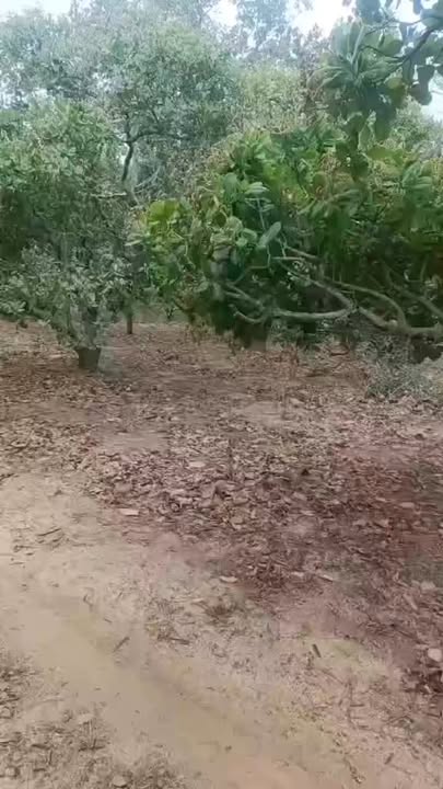 Đất Vườn Ia Kreng Chư Prông 1.1 hecta - Ô Tô Vào Tận Nơi!