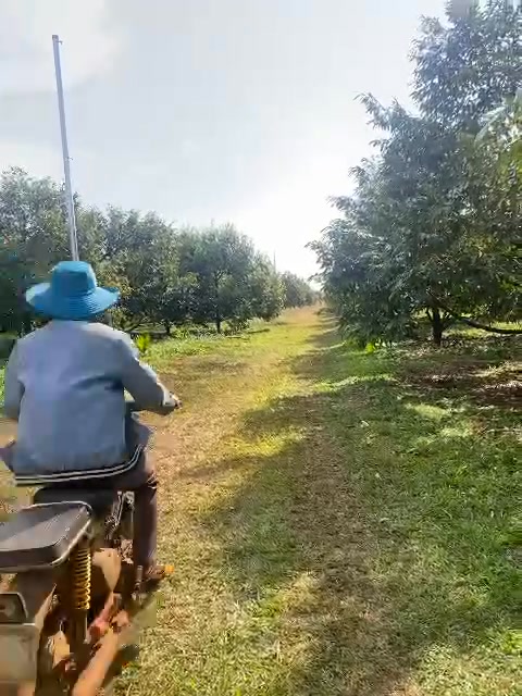 Farm Sầu Riêng 4ha Đắk Lắk – 3 Mặt Tiền, Ô Tô Tới Tận Nơi