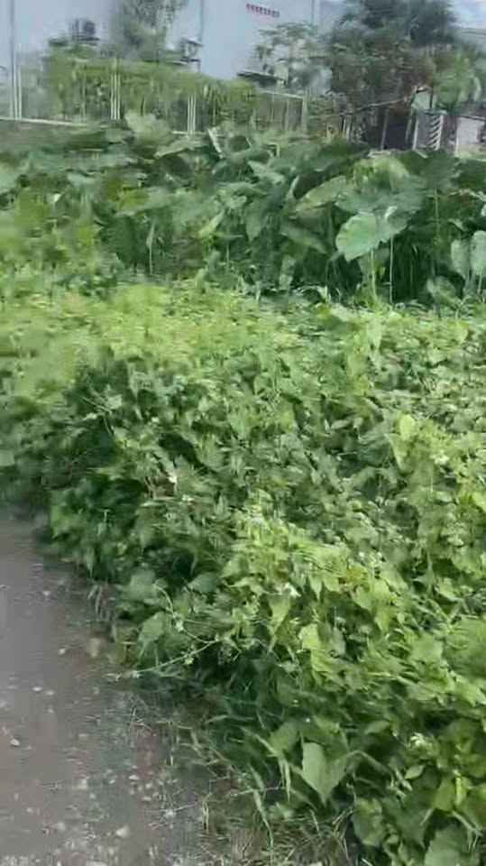 Đất nền Long Thành Đồng Nai 419m² - Tiềm năng tăng giá vượt trội!