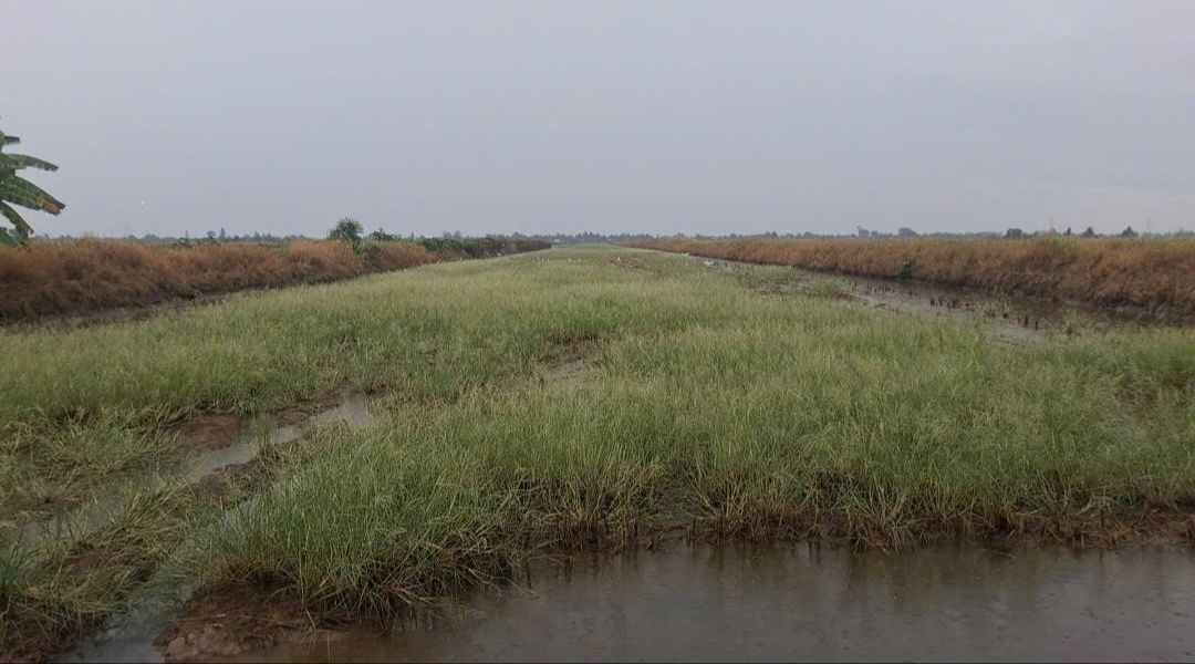 Bán 28.000m² đất Kinh Xáng 3, Kiên Giang - Sẵn sàng nuôi tôm, trồng lúa