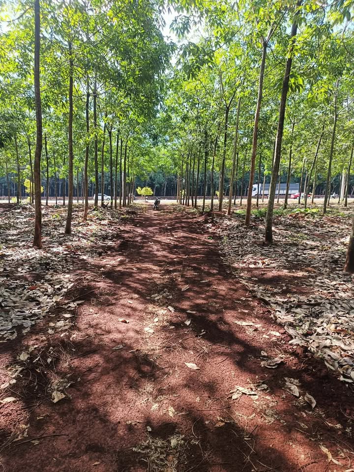 Đất vườn Phước Long 2ha giá 2.6 tỷ - Nghỉ dưỡng lý tưởng!