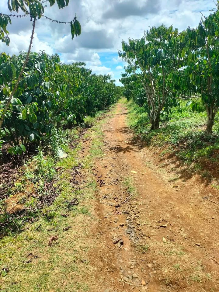 Đất Vườn Xã Lộc Đức, Bảo Lâm 3240m² - Nghỉ dưỡng lý tưởng!