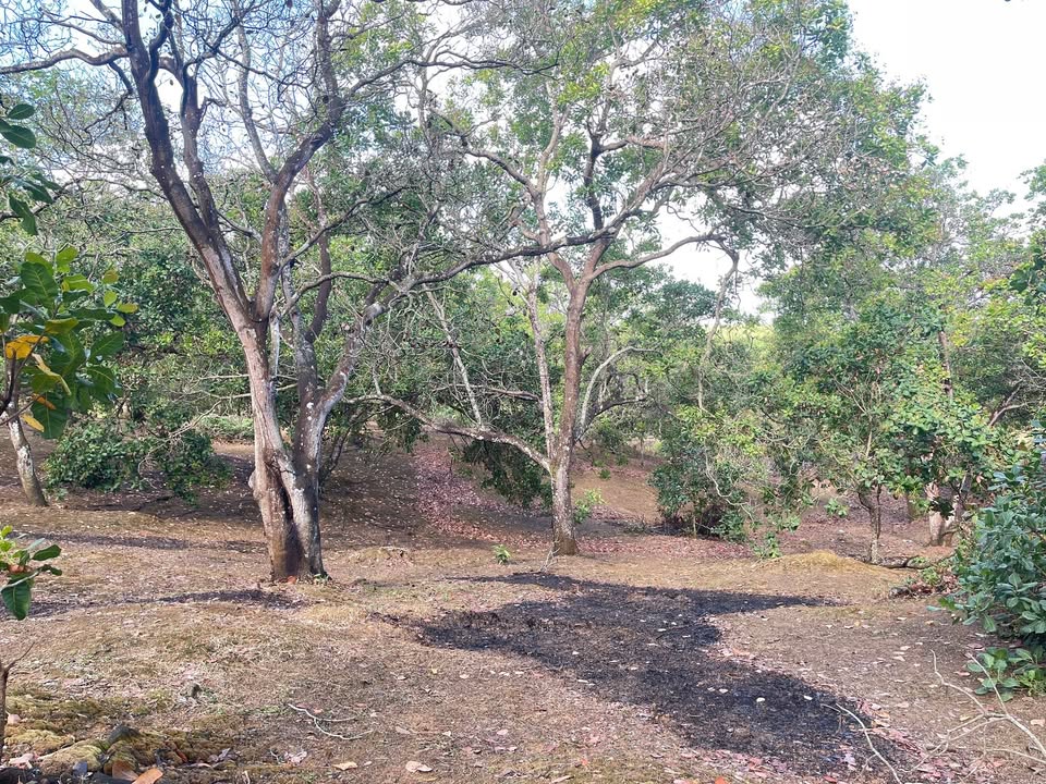 Đất vườn Phú Trung 2.4ha – Tiềm năng tăng giá, bán gấp!