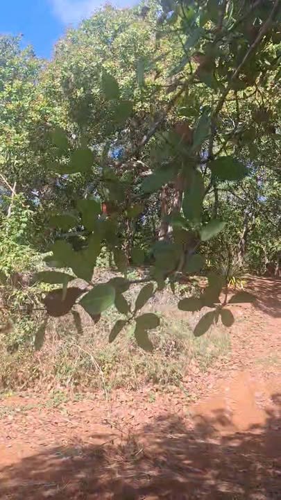 Bán Gấp Đất Vườn 12.000m² Mặt Tiền Ô Tô, Đồng Phú, Bình Phước - Giá 1.6 Tỷ