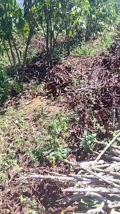 Bán Đất Nền Thôn Hạ, Đà Lạt - 3000m² Sổ Sẵn, Giá Đầu Tư 3 Tỷ