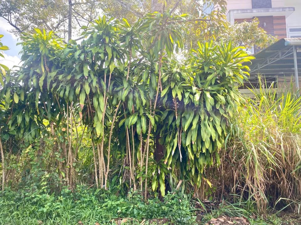 Đất nền Ngô Đức Kế Bảo Lộc 414m² - Sổ đỏ chính chủ, xây dựng tự do!