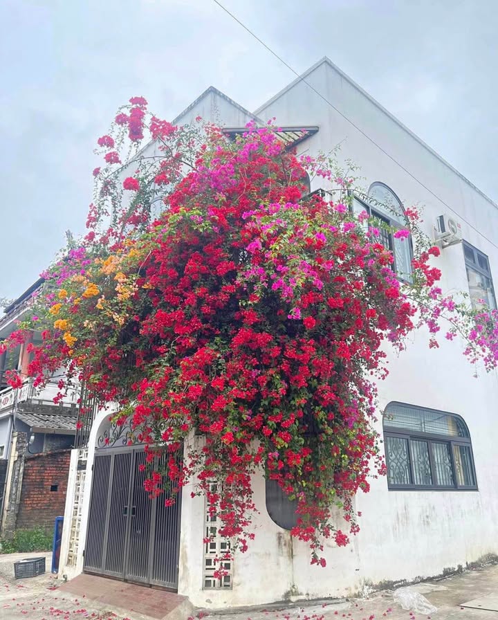 Đất nền Hoàng Quốc Việt, Huế 62.4m² Sổ đỏ chính chủ