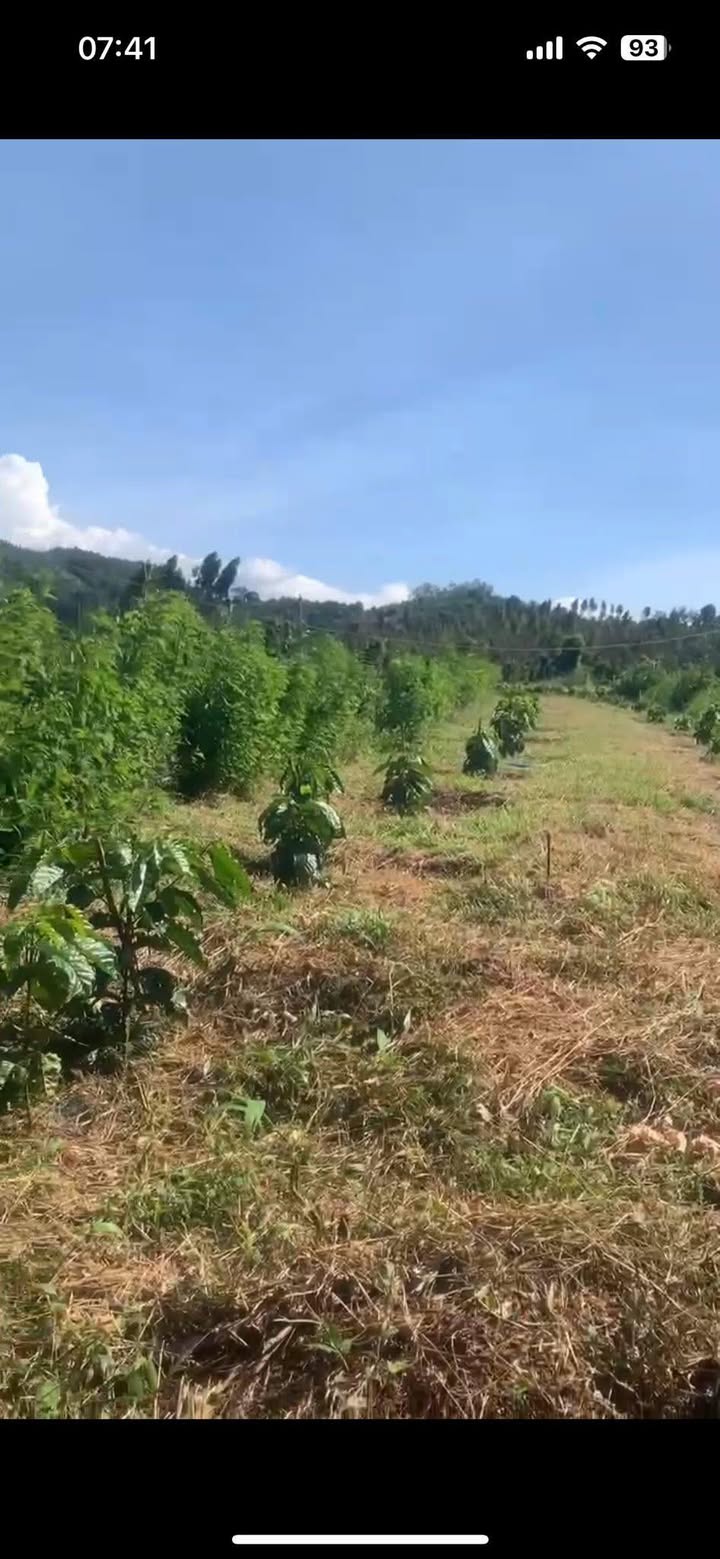 Rẫy Cà Phê Buôn Cuê Đắk Lắk 1.4 ha - Sổ Đỏ Chính Chủ!