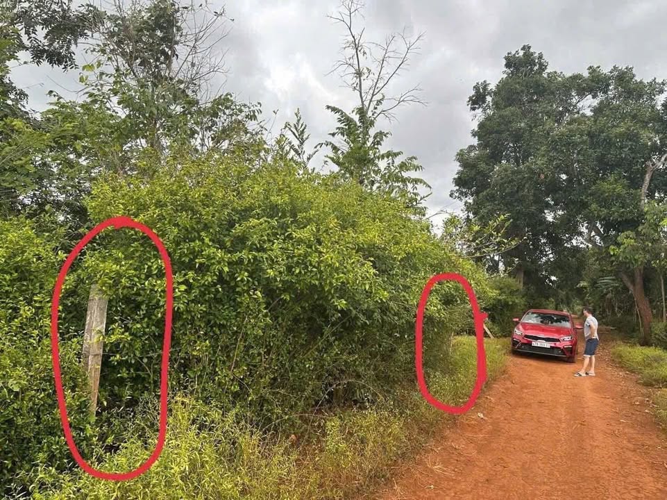 Đất Buôn Sut, Cư M'gar: 2 Lô Liền Kề 125m² Giá 350 Triệu/Lô