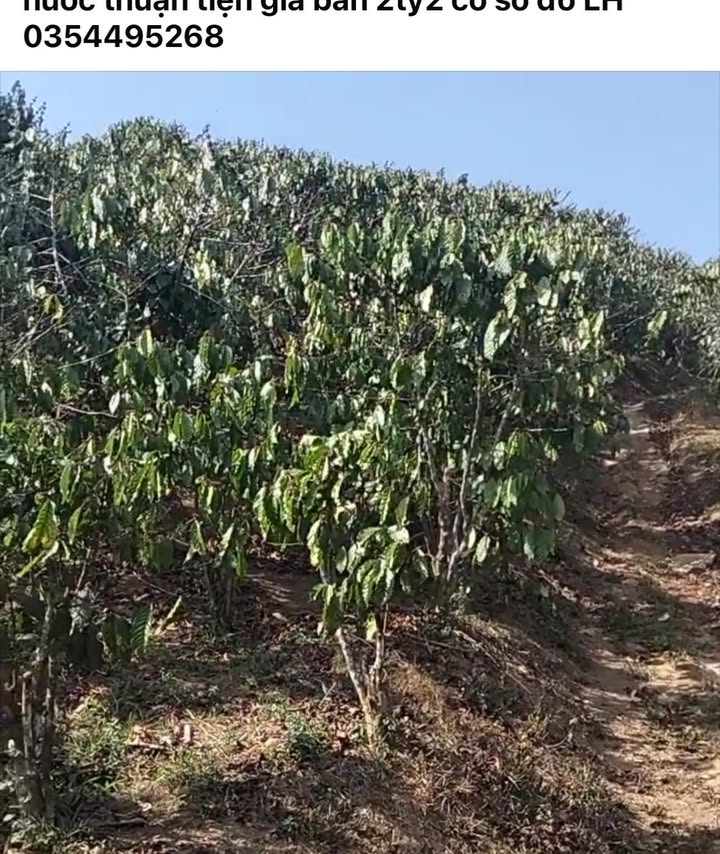 Bán đất vườn Lộc Phú Bảo Lâm 6000m² giá 2.2 tỷ - Nghỉ dưỡng lý tưởng!