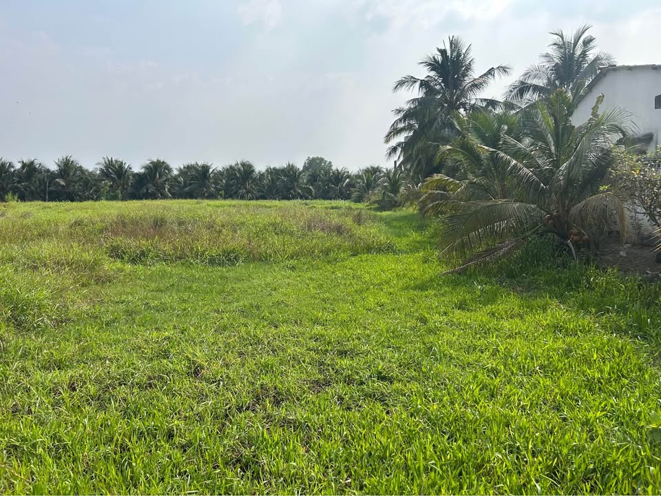 Đất Vườn 1263m² Nở Hậu Đắc Lộc Tại Thân Cửu Nghĩa, Tiền Giang - Giá Đầu Tư 1.6 Tỷ