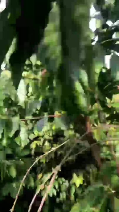 Đất vườn Ea Tiêu 1440m² - Đầu tư sinh lời, giá mềm!