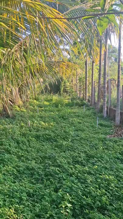 Đất Biệt Thự Vườn Thị Trấn Ea Pốk 540m² Chỉ 3.2 Tỷ - Sổ Đỏ Chính Chủ!