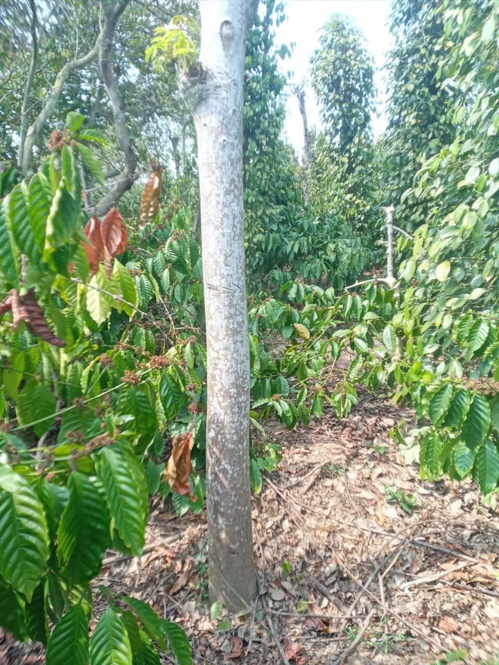 Đất nền 1800m² Xã Cư Ê Wi, Cư Kuin - Sổ đỏ chính chủ, giá 970 triệu