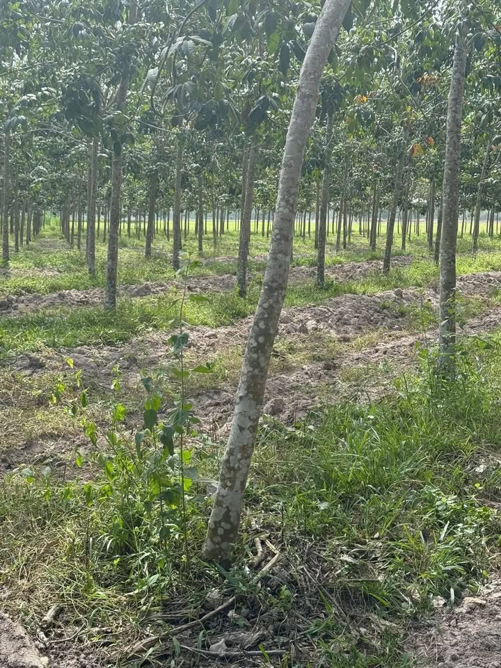 Đất Vườn 10.000m² Xã Hảo Đước, Châu Thành, Tây Ninh - Giá Đầu Tư 1.4 Tỷ