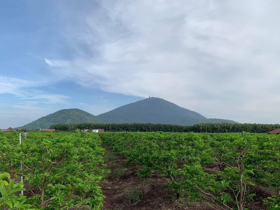 Đất vườn Thạnh Tân Tây Ninh 1ha 26 tỷ - Sổ đỏ chính chủ