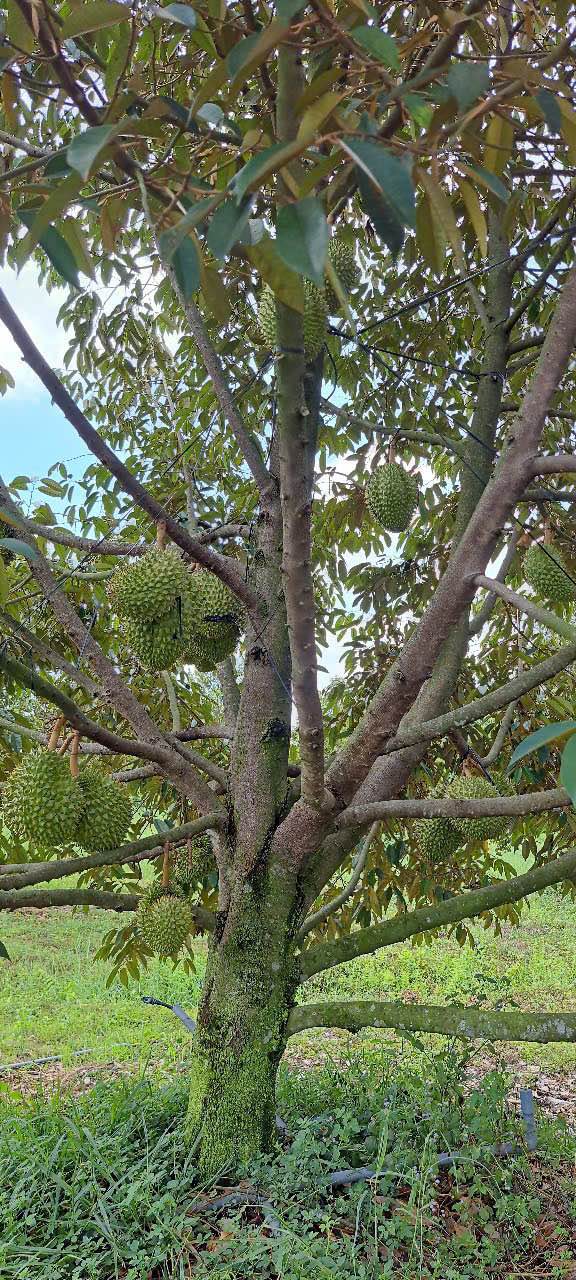 Bán Gấp Đất Vườn 14000m² Trồng Sầu Riêng 7 Năm - Gò Dầu, Tây Ninh