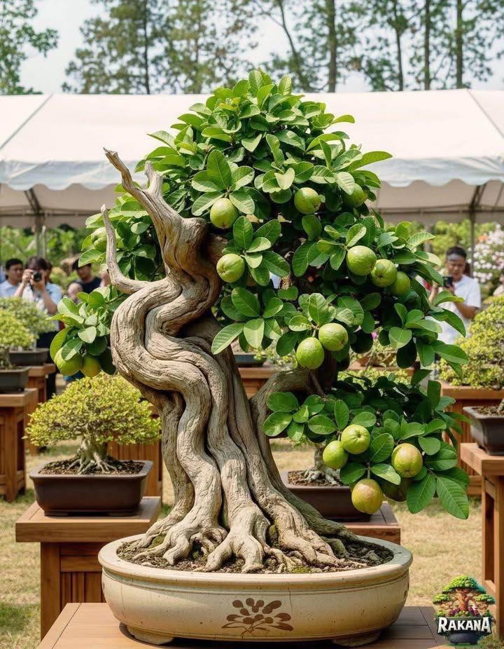 Đất Nông Nghiệp Sổ Hồng 90m² Đối Diện Chợ Thành Nhất - Giá 1.37 Tỷ