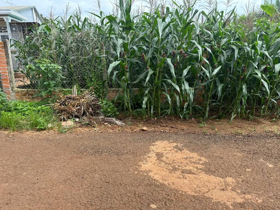 Đất nền Hòa Xuân Buôn Ma Thuột 225m² giá 550 triệu - Giá tốt hiếm có!