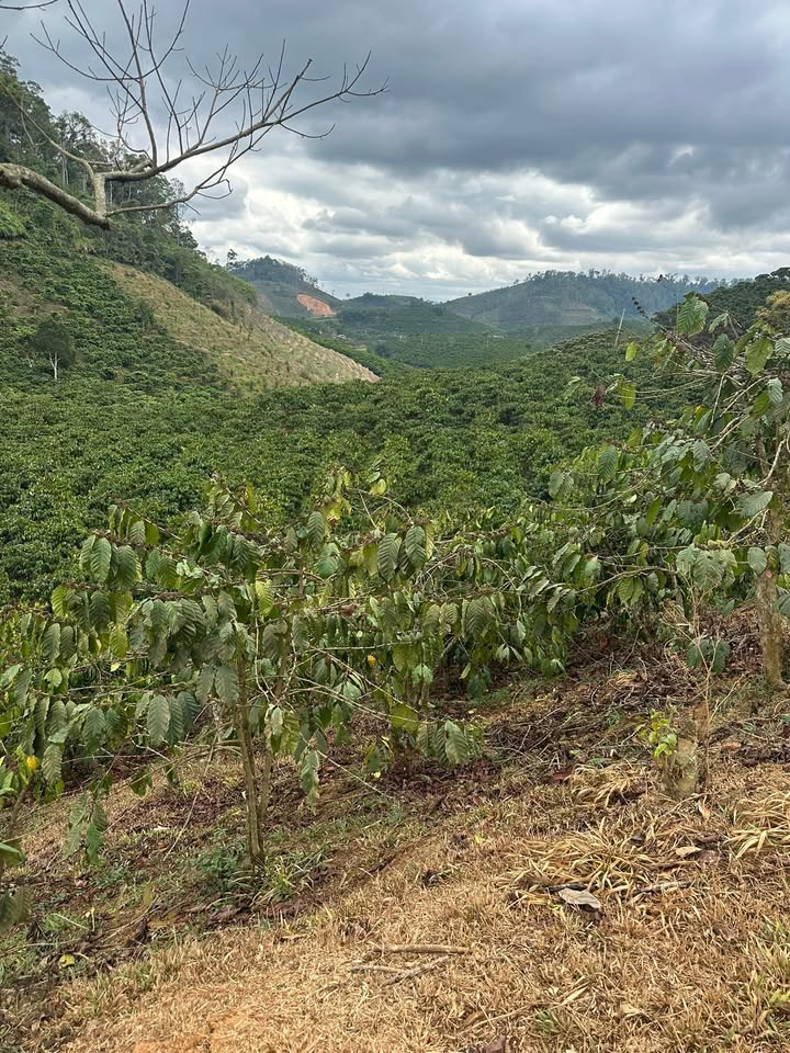 Đất vườn Phúc Cát, Lâm Hà 1.8ha - Đầu tư sinh lời hấp dẫn!