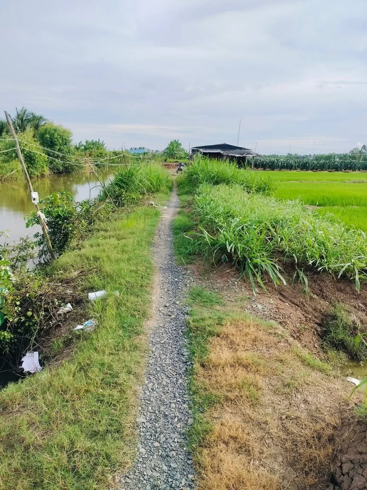 Đất Vườn Tiền Giang 6000m² - Giá Đầu Tư Chỉ 250 Triệu